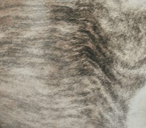Brindle Brown