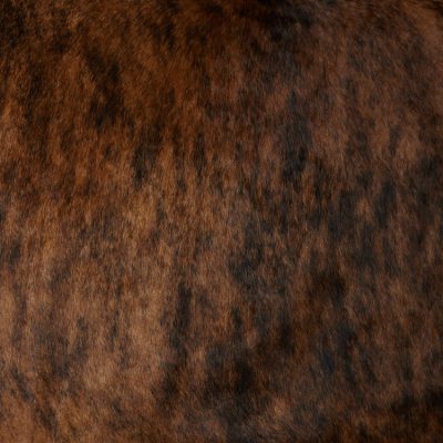 Brindle Chocolate