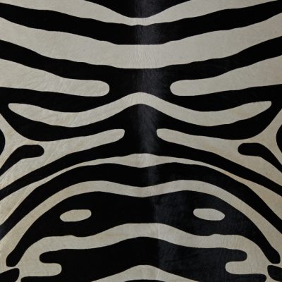 Photo of Zebra Black