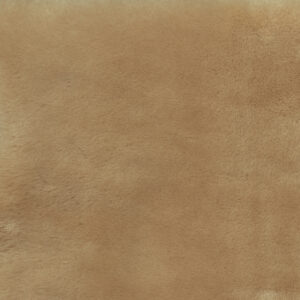 Shorn Palomino