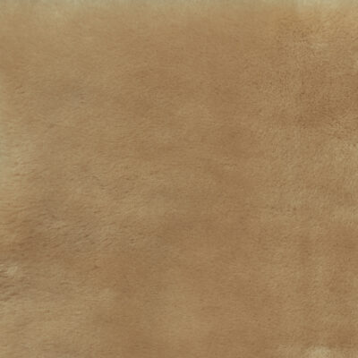 Shorn Palomino